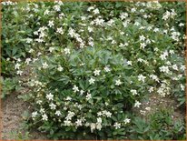 Potentilla tridentata 'Nuuk'