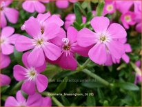Saponaria 'Bressingham'