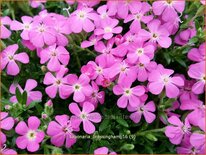 Saponaria 'Bressingham'