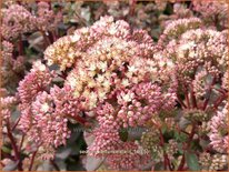 Sedum 'Karfunkelstein'