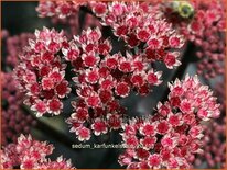 Sedum 'Karfunkelstein'