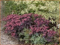 Sedum 'Karfunkelstein'