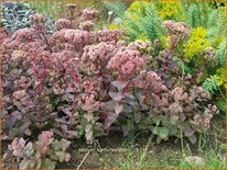 Sedum 'Karfunkelstein'