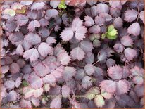 Acaena inermis 'Purpurea'