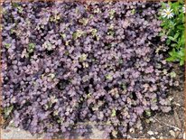 Acaena inermis 'Purpurea'