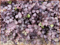 Acaena inermis 'Purpurea'
