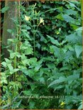 Hemerocallis altissima