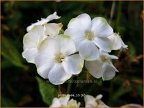 Phlox 'Jade'