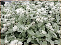 Anaphalis triplinervis &#39;Silver Wave&#39;