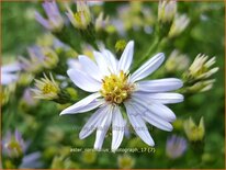 Aster cordifolius &#39;Photograph&#39;