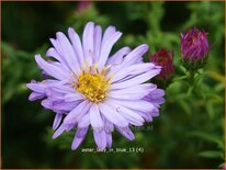 Aster 'Lady in Blue'