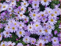 Aster 'Lady in Blue'