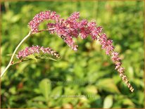 Astilbe 'Straußenfeder'