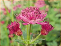 Astrantia major 'Milano'