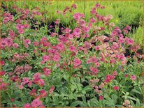 Astrantia major 'Milano'