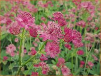 Astrantia major 'Milano'