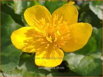 Caltha palustris