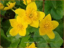 Caltha palustris