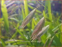 Chasmanthium latifolium