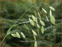 Chasmanthium latifolium