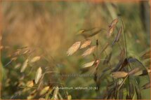 Chasmanthium latifolium