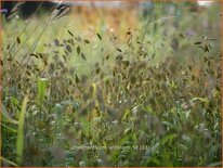 Chasmanthium latifolium