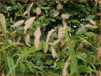Chasmanthium latifolium