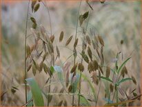 Chasmanthium latifolium