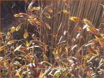 Chasmanthium latifolium
