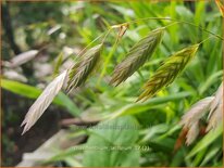Chasmanthium latifolium