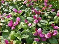 Chelone obliqua 'Pink Turtle'