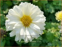 Chrysanthemum 'Poesie'