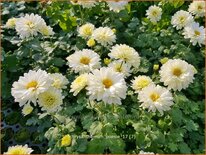 Chrysanthemum 'Poesie'