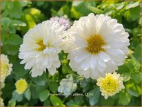 Chrysanthemum 'Poesie'