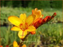Crocosmia &#39;Fire Jumper&#39;