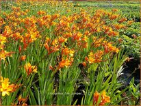 Crocosmia &#39;Fire Jumper&#39;