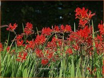 Crocosmia 'Lucifer'