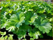 Darmera peltata 'Nana'
