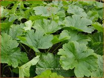 Darmera peltata 'Nana'
