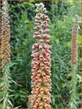 Digitalis parviflora