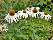 Echinacea purpurea 'Alba'