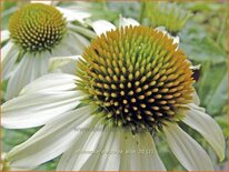 Echinacea purpurea 'Alba'