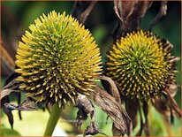 Echinacea purpurea 'Alba'