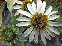 Echinacea purpurea 'Alba'