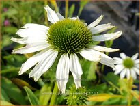 Echinacea purpurea &#39;Avalanche&#39;