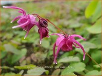 Epimedium grandiflorum &#39;Rose Queen&#39;