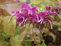 Epimedium grandiflorum &#39;Rose Queen&#39;