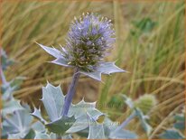 Eryngium maritimum