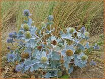Eryngium maritimum