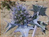 Eryngium maritimum